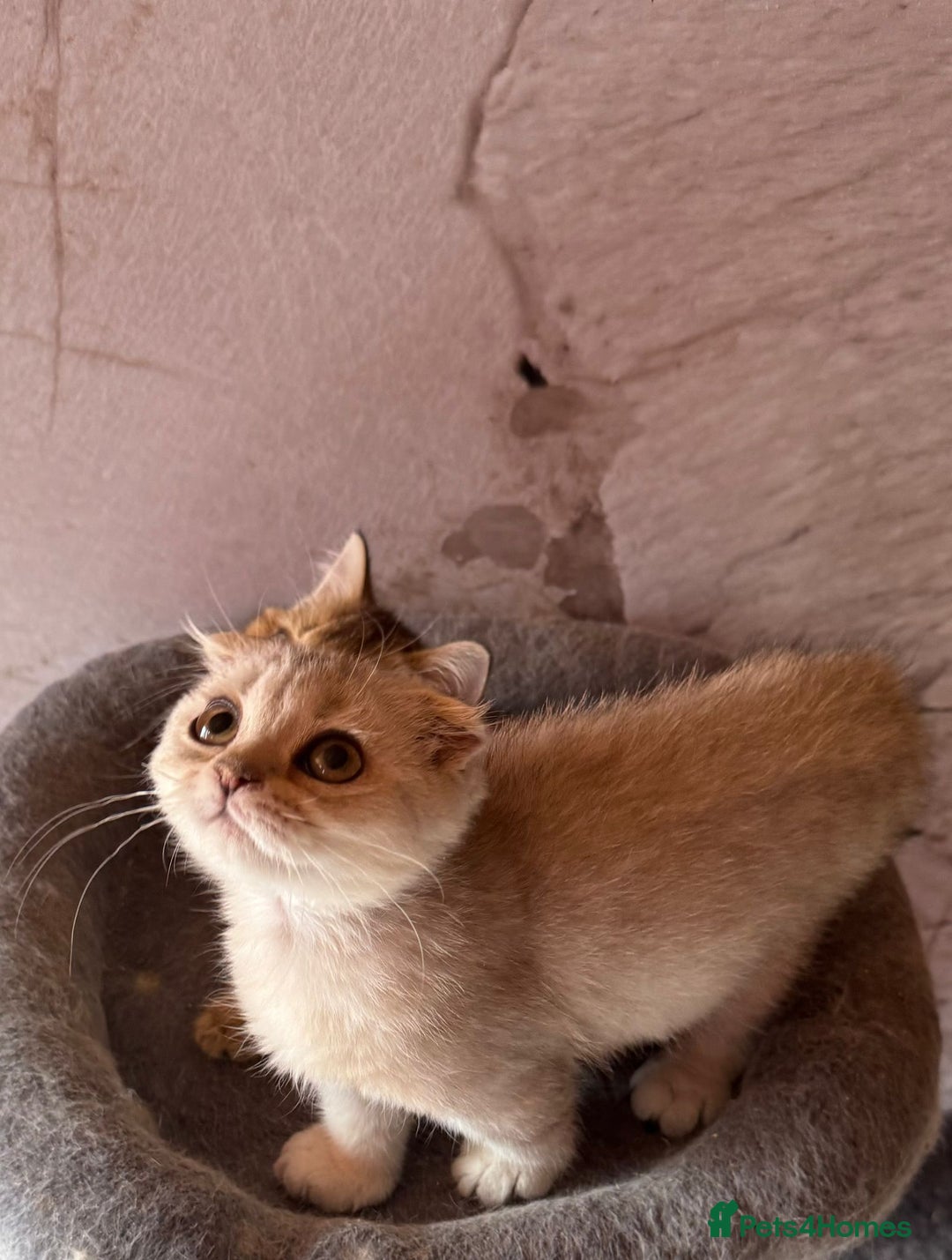 Scottish Fold cats for sale: Scottish fold kittens in hull - Image 8