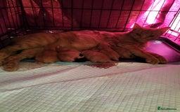 Mixed Breed cats for sale: 5 beautiful ginger kittens  - Image 4