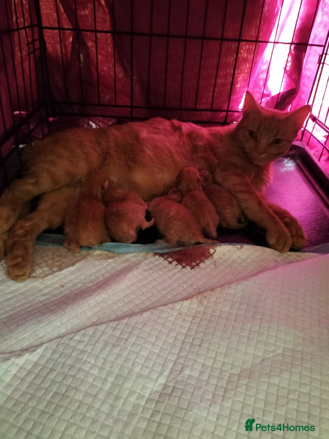 Mixed Breed cats for sale: 5 beautiful ginger kittens  - Image 4
