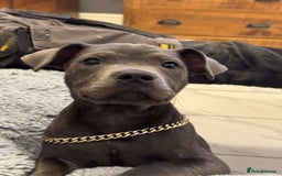 Staffordshire Bull Terrier dogs for sale: Stunning blue puppy  - Image 5