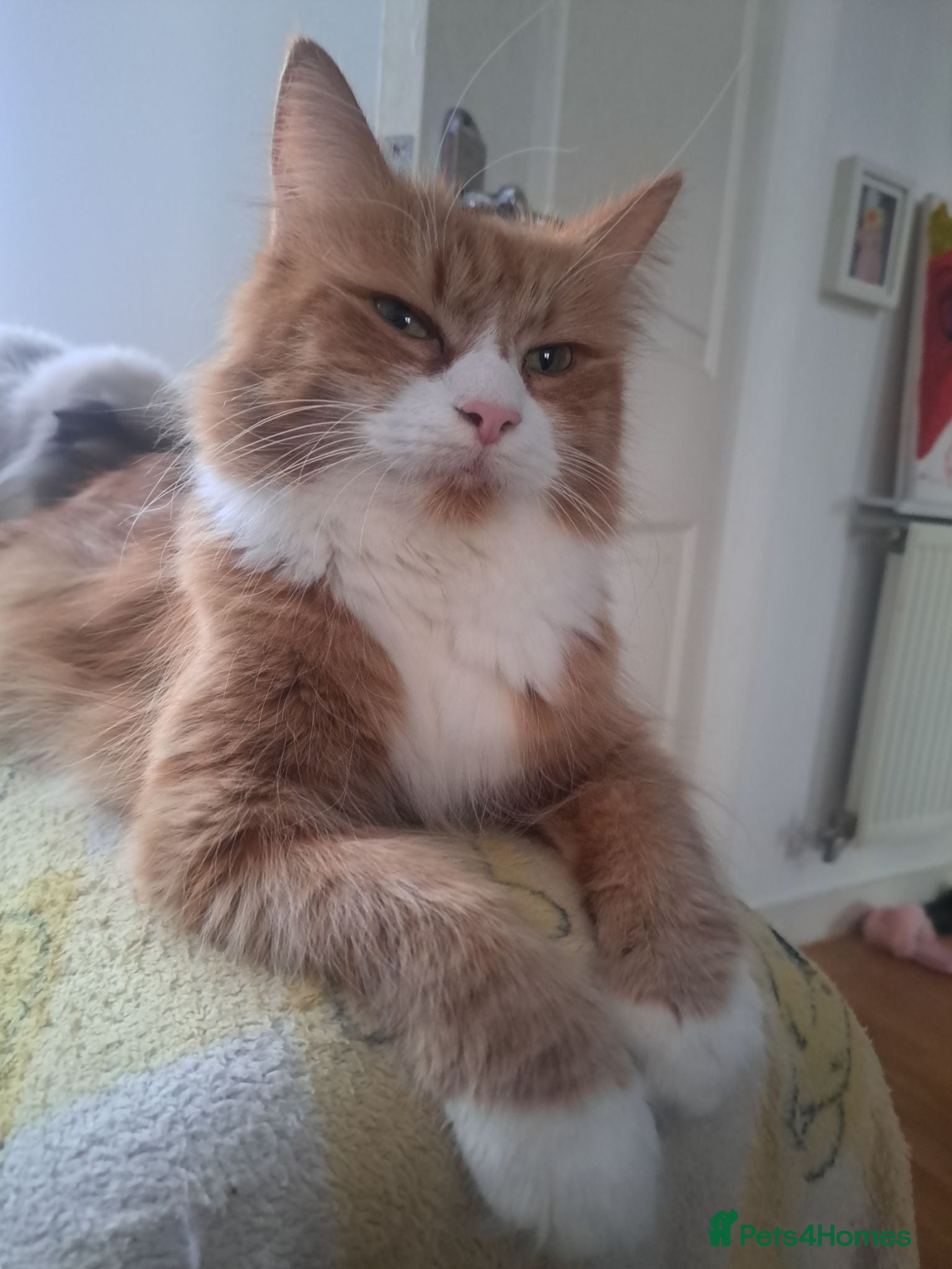 Mixed Breed cats Mix maine coon and ragdoll  - Advert 9