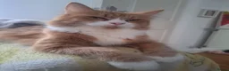 Mixed Breed cats for sale: Mix maine coon and ragdoll  - Advert 1