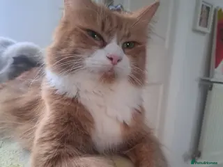 Mixed Breed cats Mix maine coon and ragdoll - Advert 6
