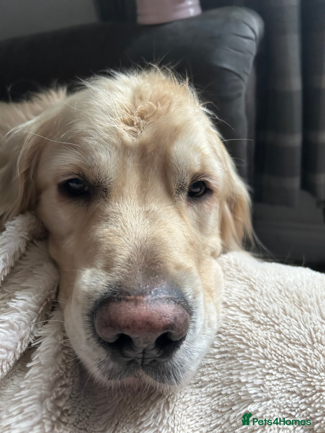 Golden Retriever dogs for sale: Golden retriever, 4 years old - Advert 6