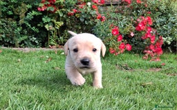 Labrador Retriever dogs for sale: Pedigree labrador puppies  - Image 10