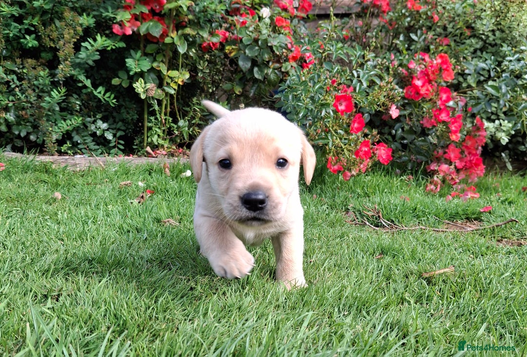Labrador Retriever dogs for sale: Pedigree labrador puppies  - Image 10