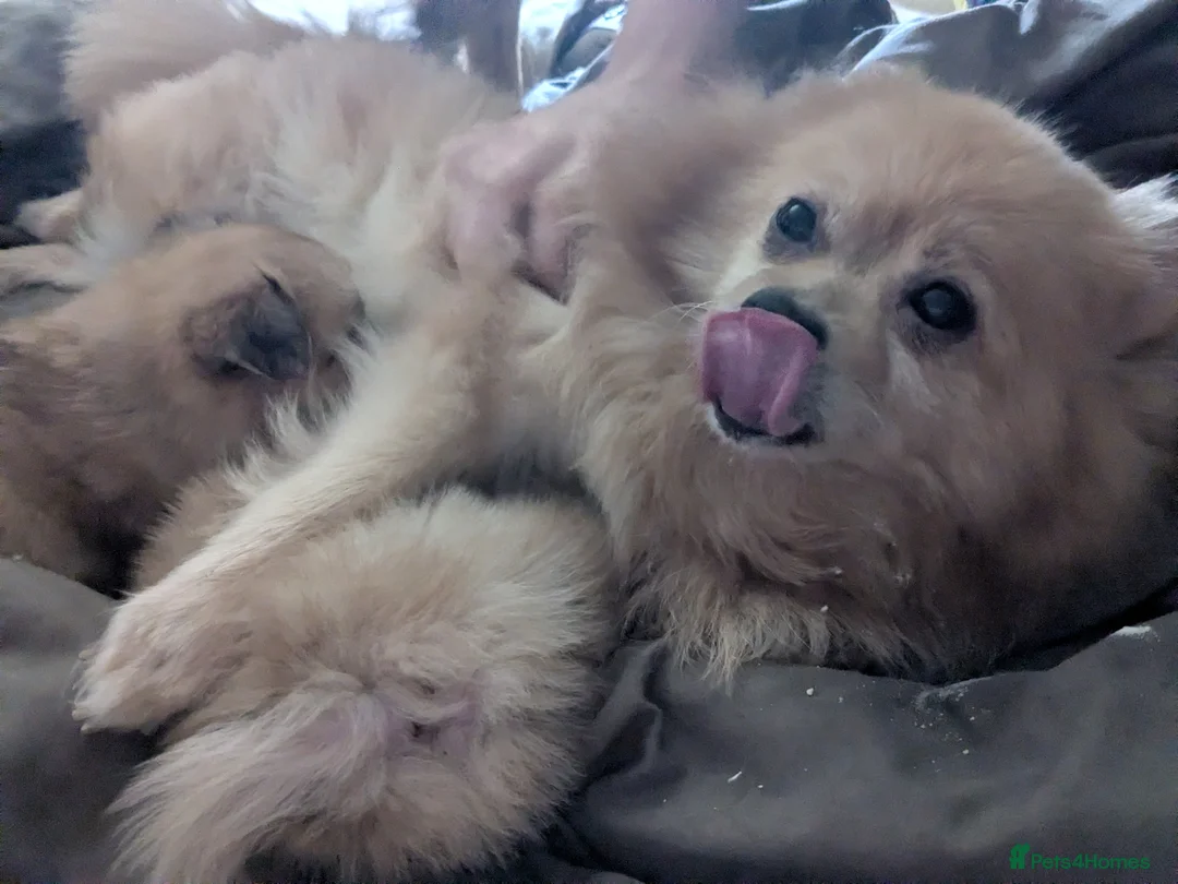 Pomeranian dogs for sale: 2 male Victorian pom x toy Pomeranian full breeds in Blackpool - Advert 1