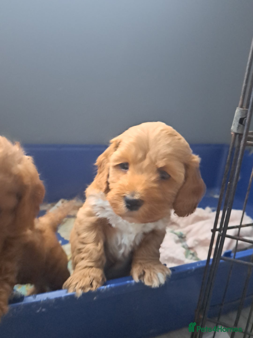 Cockapoo dogs for sale: Beautiful toy cockapoos - Image 9