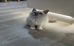 Ragdoll cats for sale: Female kitten become available! Pure Ragdoll in Derby - Image 36