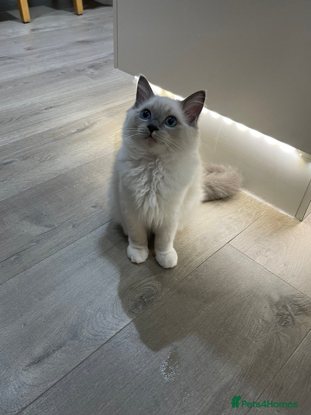 Ragdoll cats for sale: Female kitten become available! Pure Ragdoll in Derby - Image 36