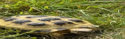 Tortoise reptiles for sale: Horsefield tortoise and vivarium in Newport - Advert 4