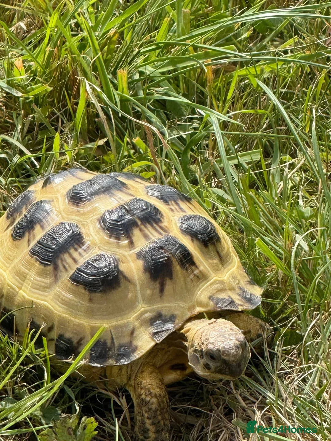 Tortoise reptiles for sale: Horsefield tortoise and vivarium in Newport - Advert 4