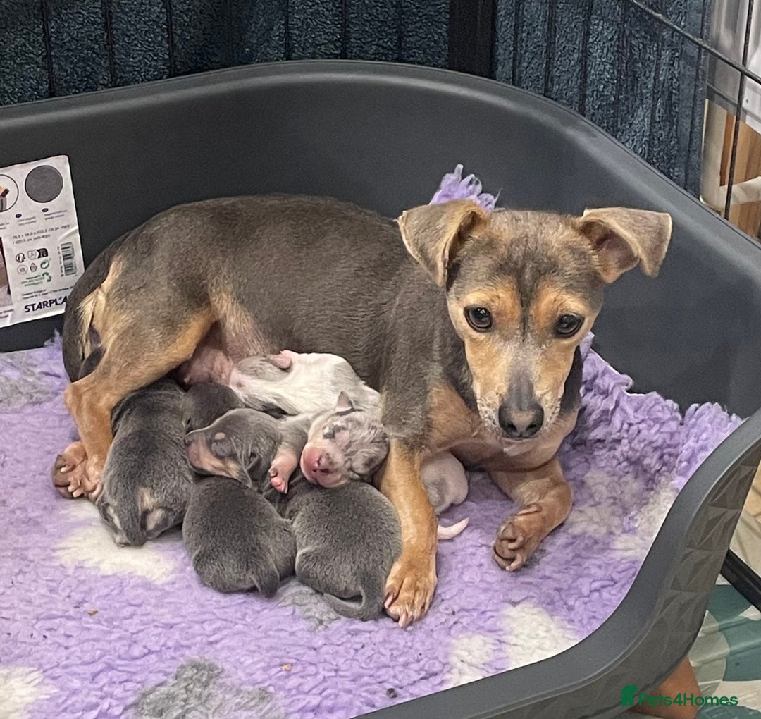 Jack Russell dogs for sale: Miniature Jack Russell Puppies  - Advert 4