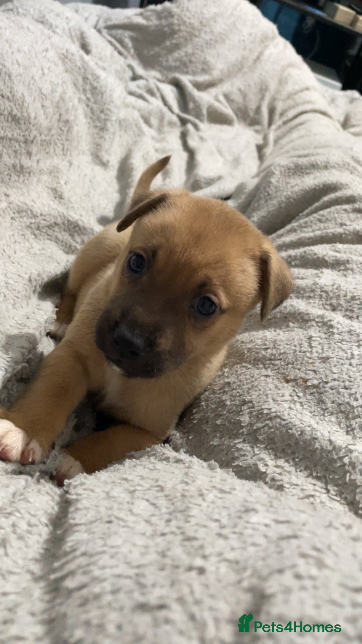 Mixed Breed dogs Rottweiler x husky puppies  - Advert 1