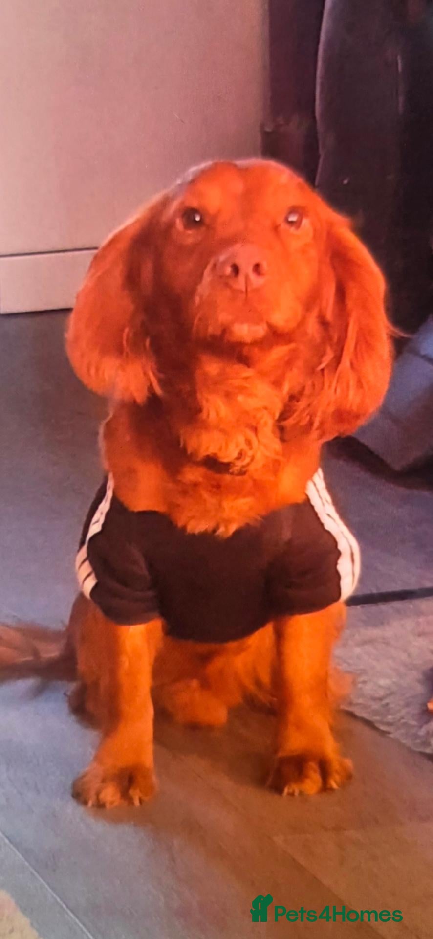 Cocker Spaniel dogs 7 Absolutely Stunning Cocker Spaniel Puppies.  - Advert 2