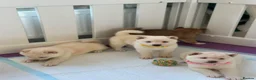 Japanese Shiba Inu dogs for sale: Japanese Shiba Inu Puppies - Advert 4