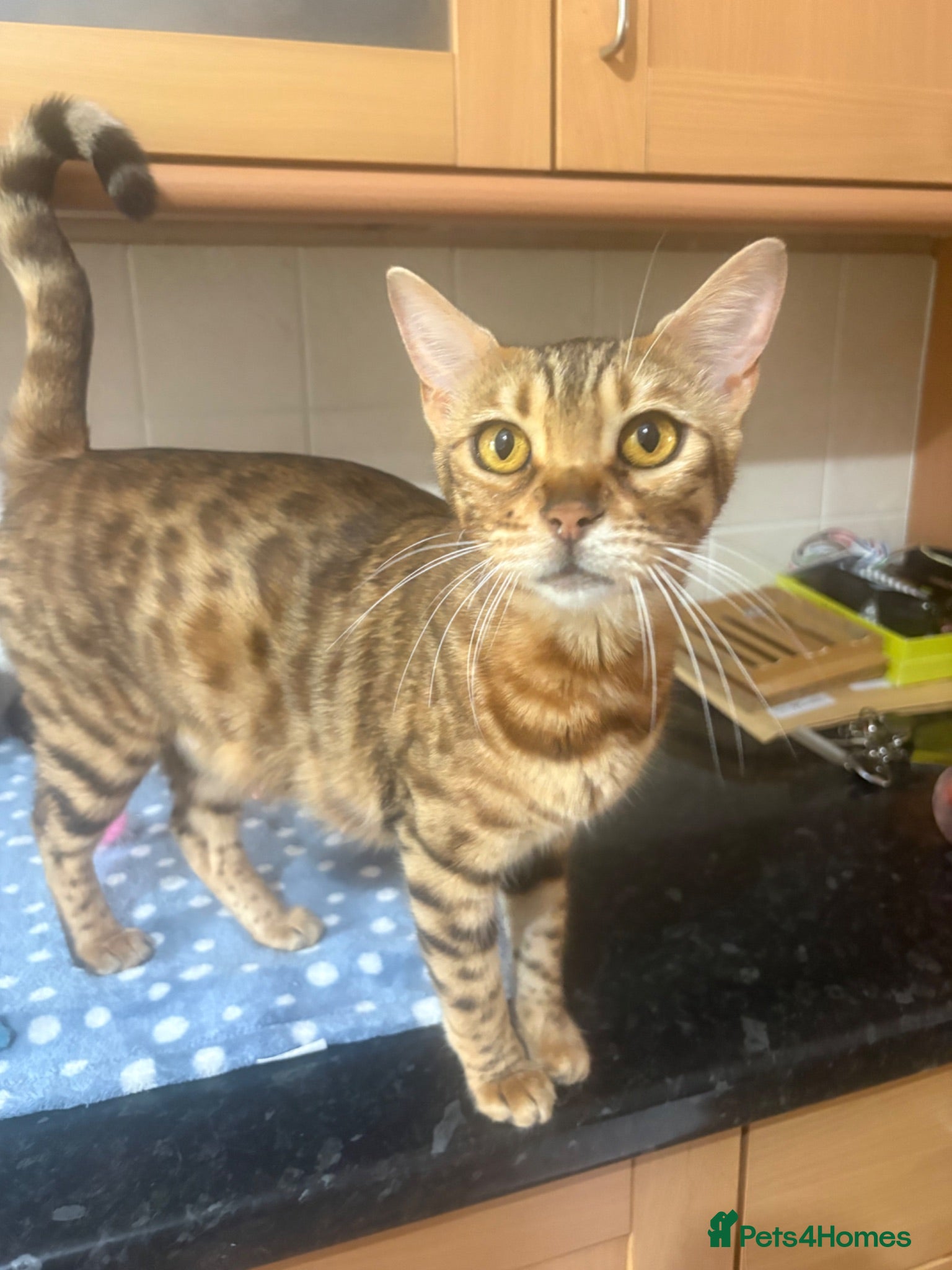 Bengal cats 🐾Stunning Bengal Kittens ready for Loving Homes🐾 - Advert 1