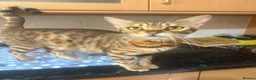 Bengal cats for sale: 🐾Stunning Bengal Kittens ready for Loving Homes🐾 - Advert 1