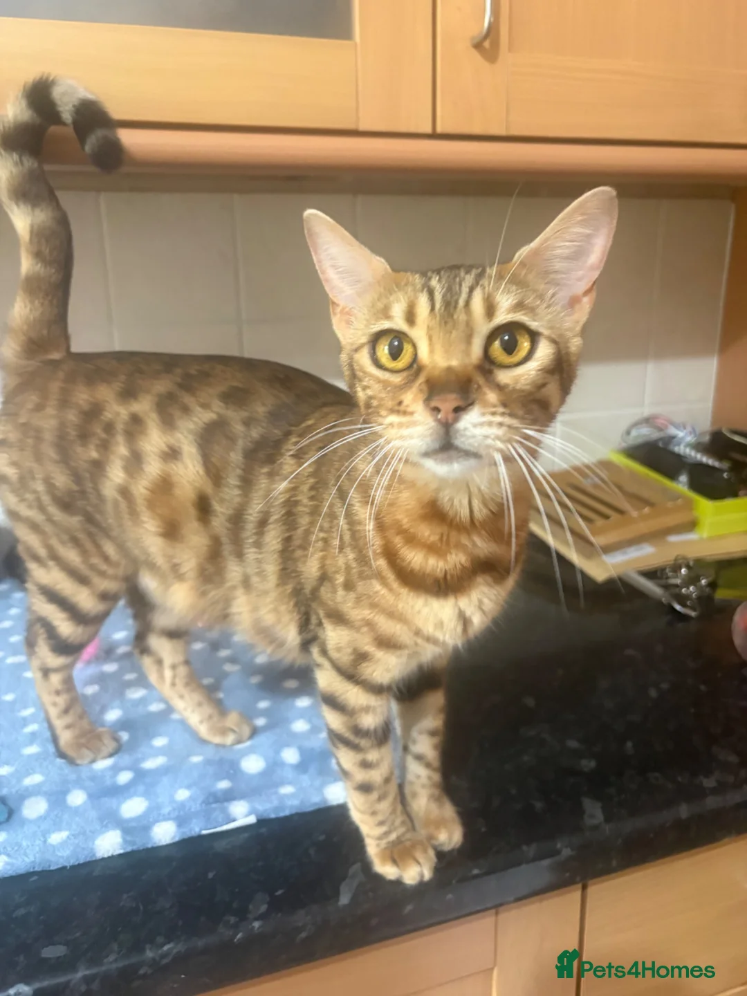 Bengal cats for sale: 🐾Stunning Bengal Kittens ready for Loving Homes🐾 - Advert 1