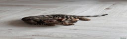 Bengal cats for sale: Brown bengal kitten  - Advert 4