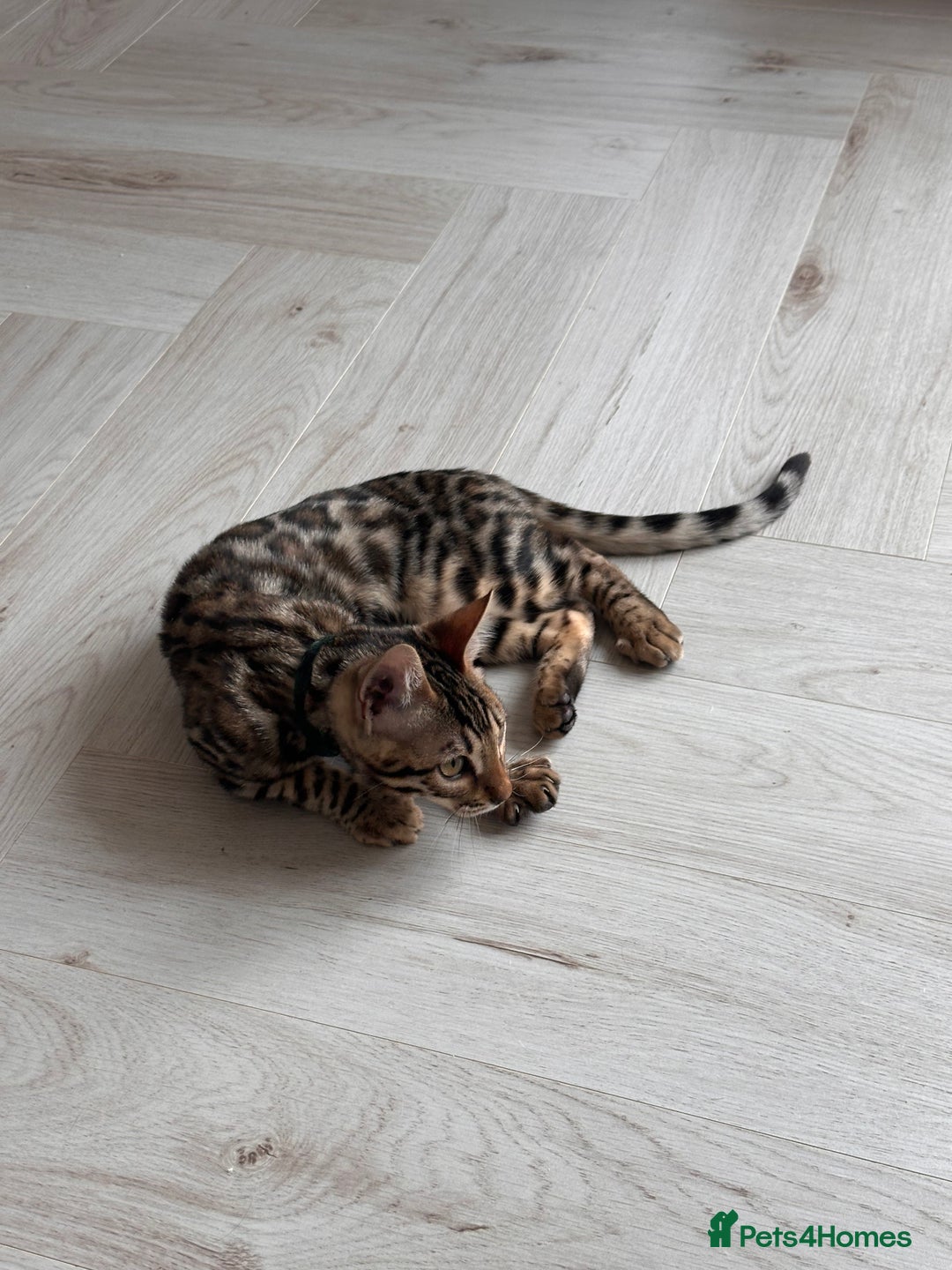 Bengal cats for sale: Brown bengal kitten  - Advert 4