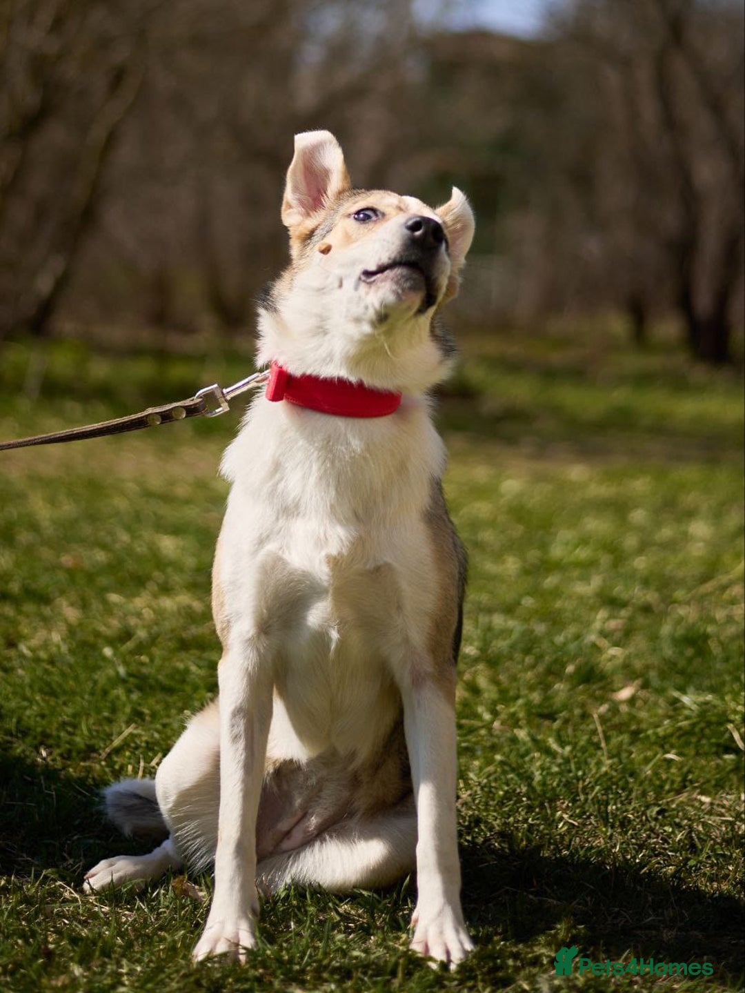 Mixed Breed dogs for adoption: 💖🐶 NINA 🐶💖 - Image 35