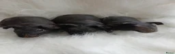 Guinea Pig rodents for sale: Longhaired and skinny pigs available  - Advert 4