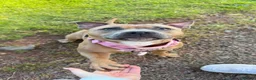 Staffordshire Bull Terrier dogs for sale: KC Blue Fawn Staffordshire Bull Terrier puppies in Glasgow - Advert 1