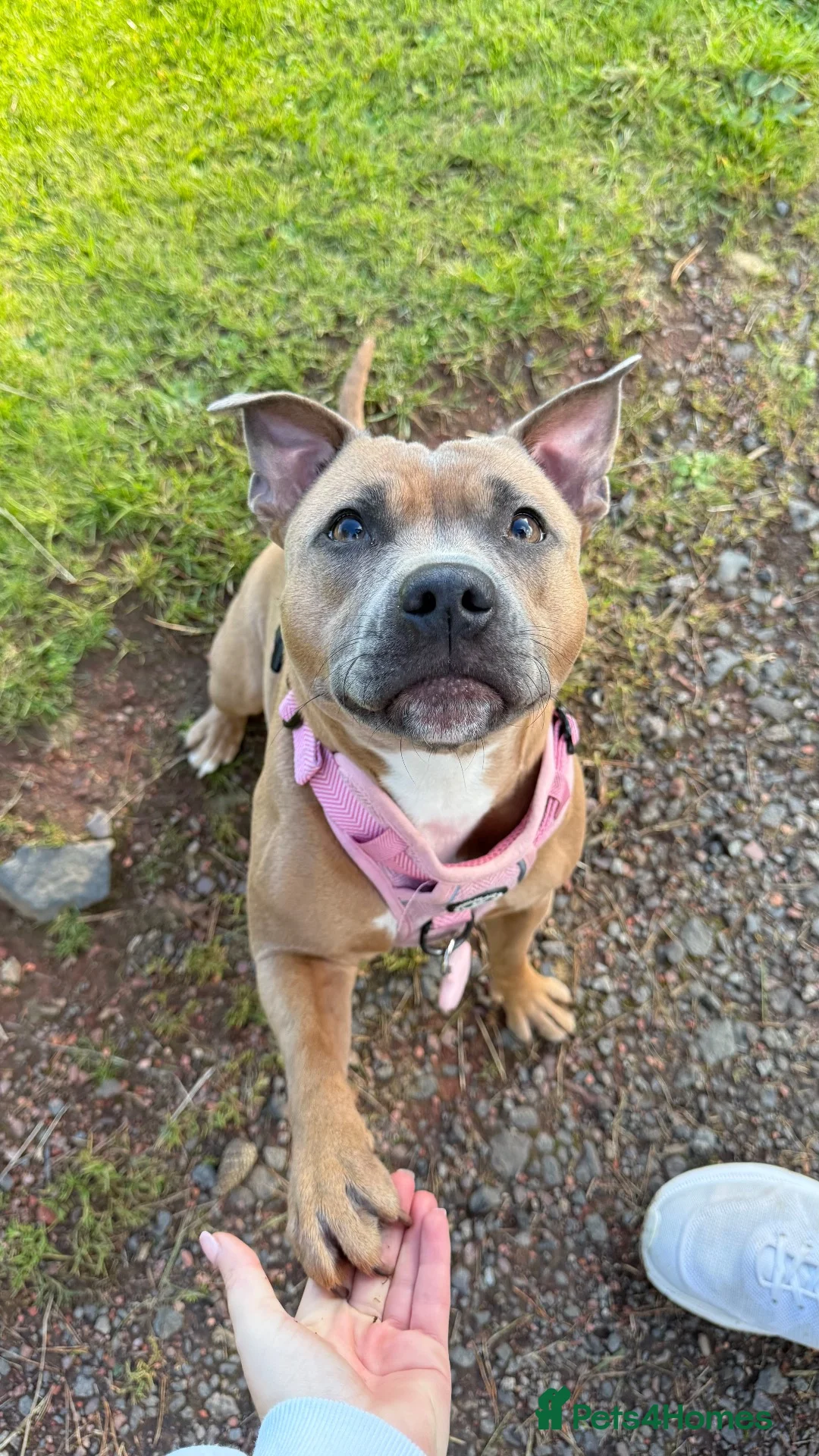 Staffordshire Bull Terrier dogs for sale: KC Blue Fawn Staffordshire Bull Terrier puppies in Glasgow - Advert 1