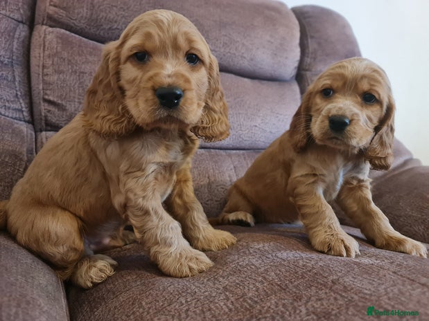 Cocker Spaniel dogs Golden Cocker Spaniel puppies (boy & girl) - Advert 7