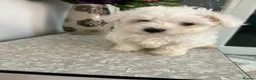 Mixed Breed dogs for sale: Adorable Bichon Frise x Maltese Puppies 🐶 in Dudley - Advert 3