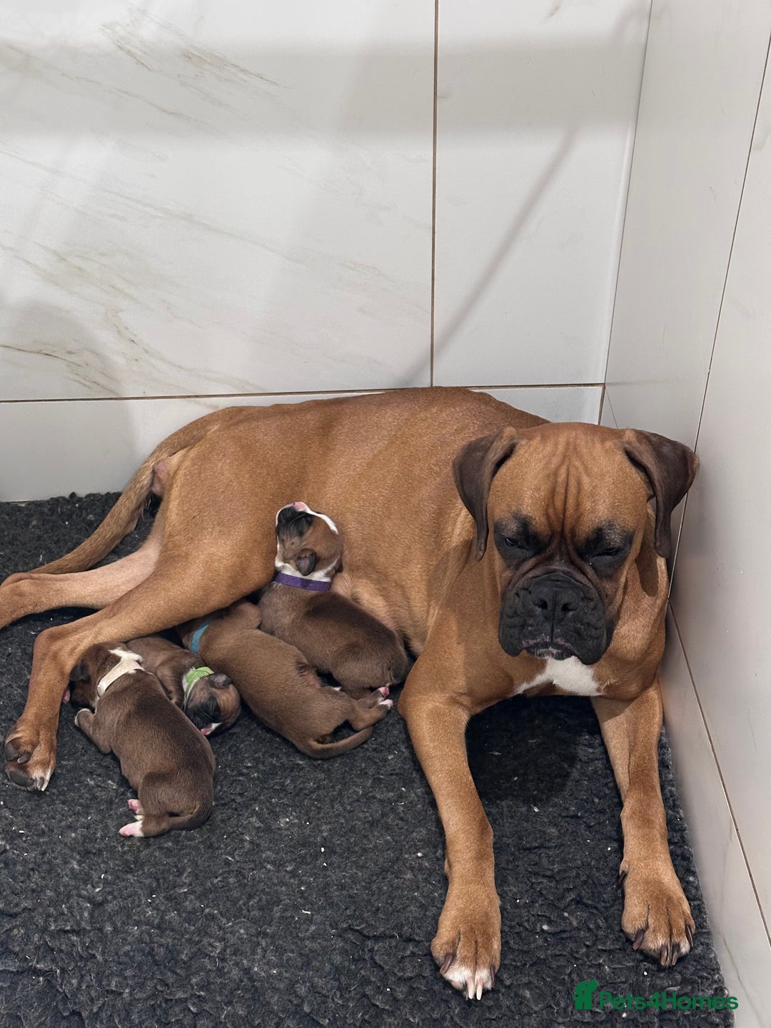Boxer dogs for sale: Stunning Litter of 5 Boxer Puppies 🐶 - Advert 2