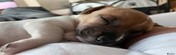 Jack Russell dogs for sale: Jack Russell Puppy  in Kirriemuir - Advert 5