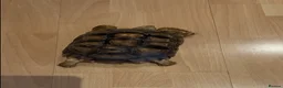 Tortoise reptiles for sale: Sulcata tortoise in Manchester - Advert 1