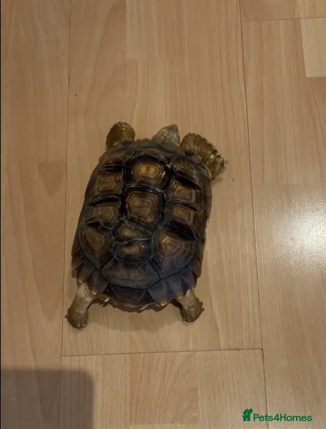 Tortoise reptiles for sale: Sulcata tortoise in Manchester - Advert 1