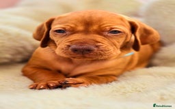 Hungarian Vizsla dogs for sale: Adorable vizsla puppies, exceptional pedigree - Image 4