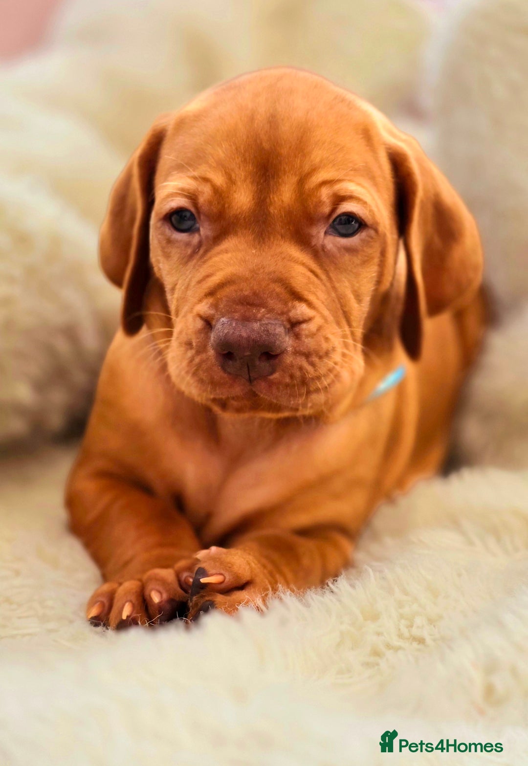 Hungarian Vizsla dogs for sale: Adorable vizsla puppies, exceptional pedigree - Image 4