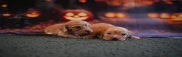 Miniature Dachshund dogs for sale: Beautiful cream mini longs, IVDD Screened parents  - Advert 7