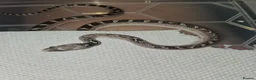 Corn Snake reptiles for sale: Baby pied cornsnakes for sale - Advert 4