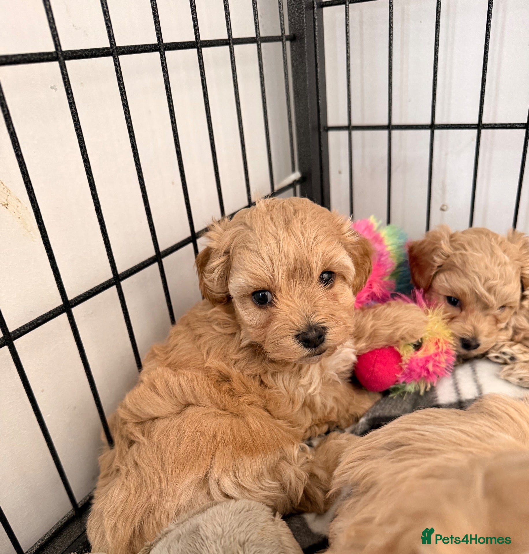 Maltipoo dogs 🩷Tiny Maltipoo,KC dna health clear parents 🥰 - Advert 2