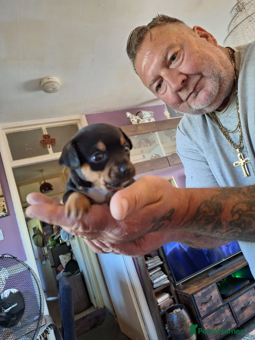 Jack Chi dogs for sale: Beautiful jachi boy puppy left in Nuneaton - Advert 2