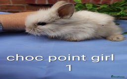 Lionhead rabbits for sale: Mini lops and lion head bunnies  - Image 4