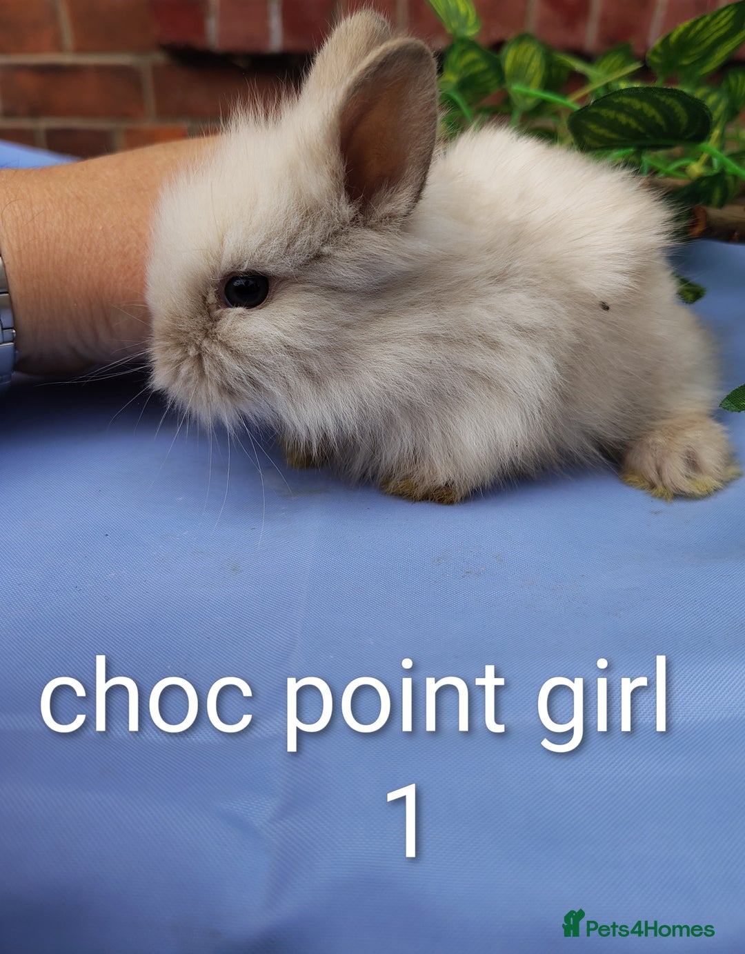 Lionhead rabbits for sale: Mini lops and lion head bunnies  - Image 4