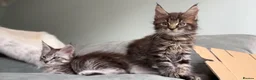 Maine Coon cats for sale: 3 Gorgeous TICA Registered Mainecoon kittens  - Advert 7