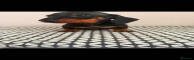 Miniature Dachshund 1