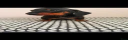 Miniature Dachshund dogs for sale: Miniature Dachshunds - Advert 6