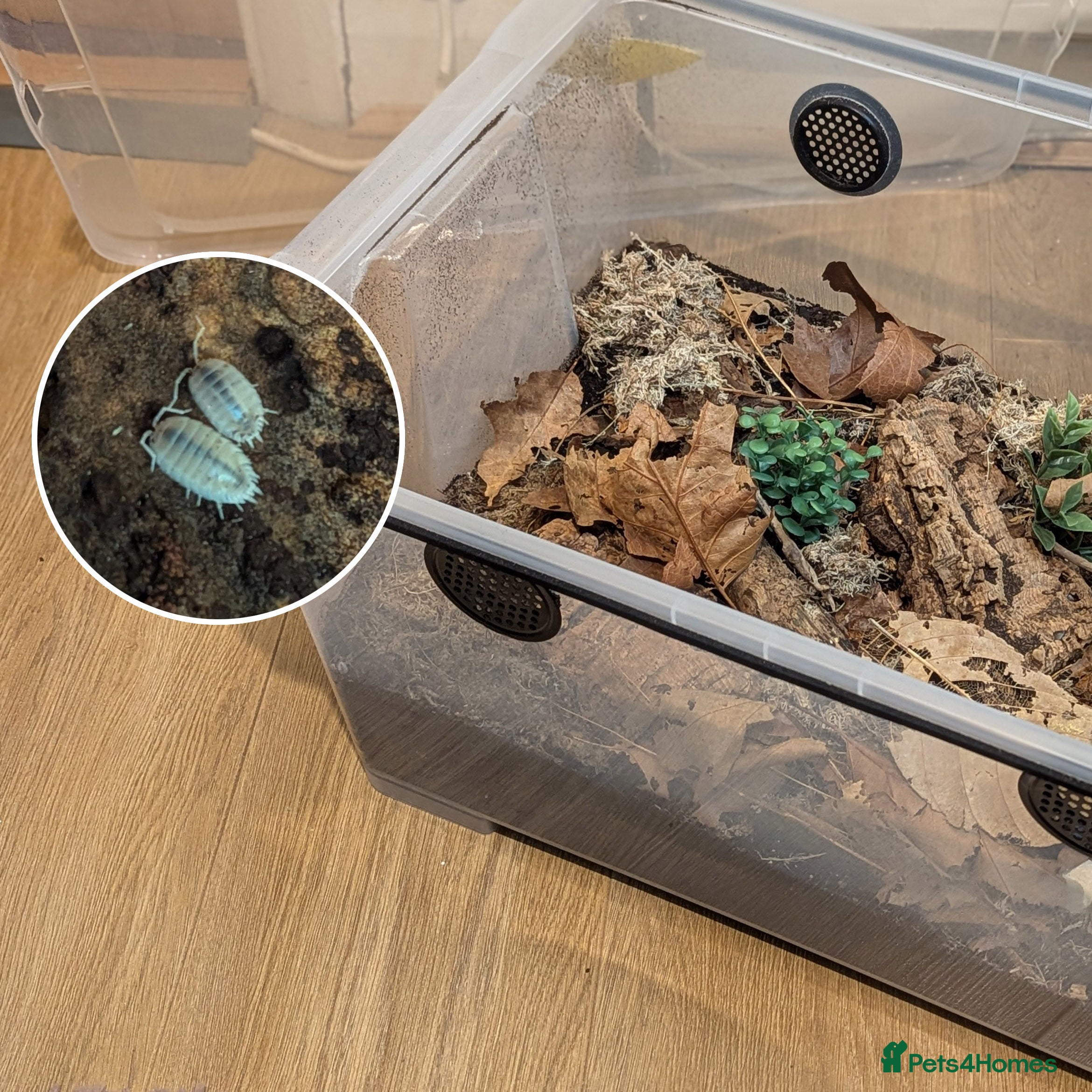 Isopods invertebrates Porcellio laevis colony plus setup - Advert 1
