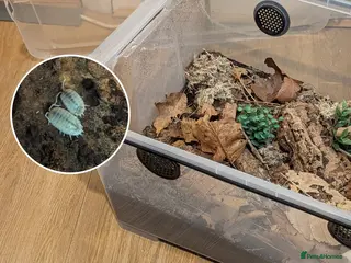 Isopods invertebrates Porcellio laevis colony plus setup - Advert 1