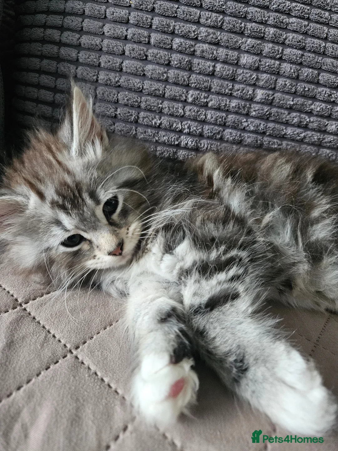Siberian cats for sale: Beautiful Siberian kitten ready for a new home. - Advert 2