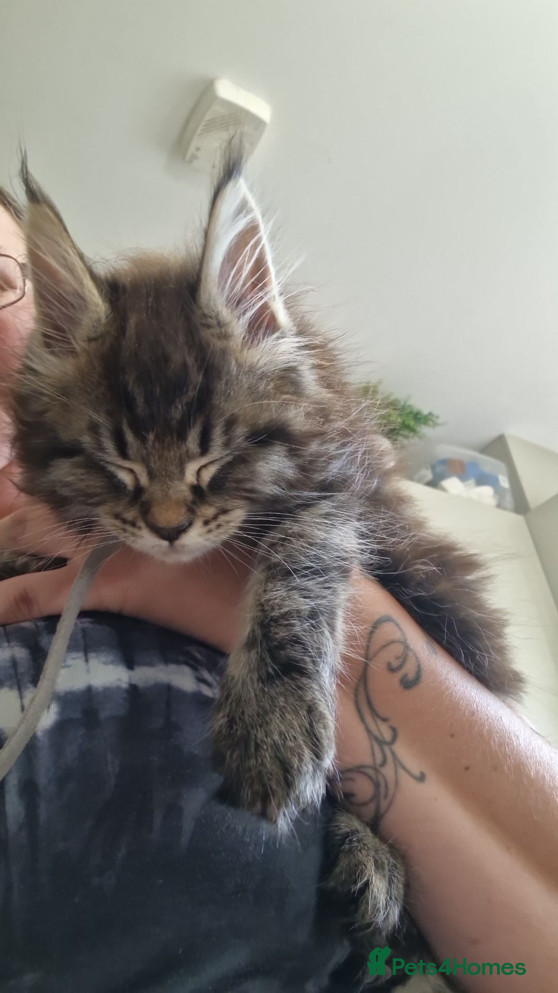 Maine Coon cats Gorgeous Pure tica reg mainecoon kittens  - Advert 6